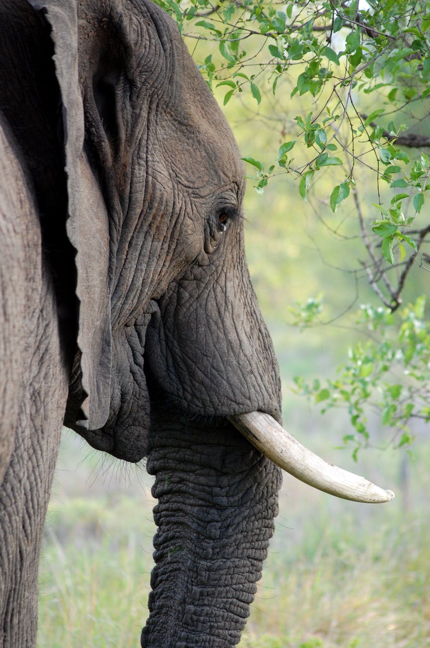 animal elephant tusk close up