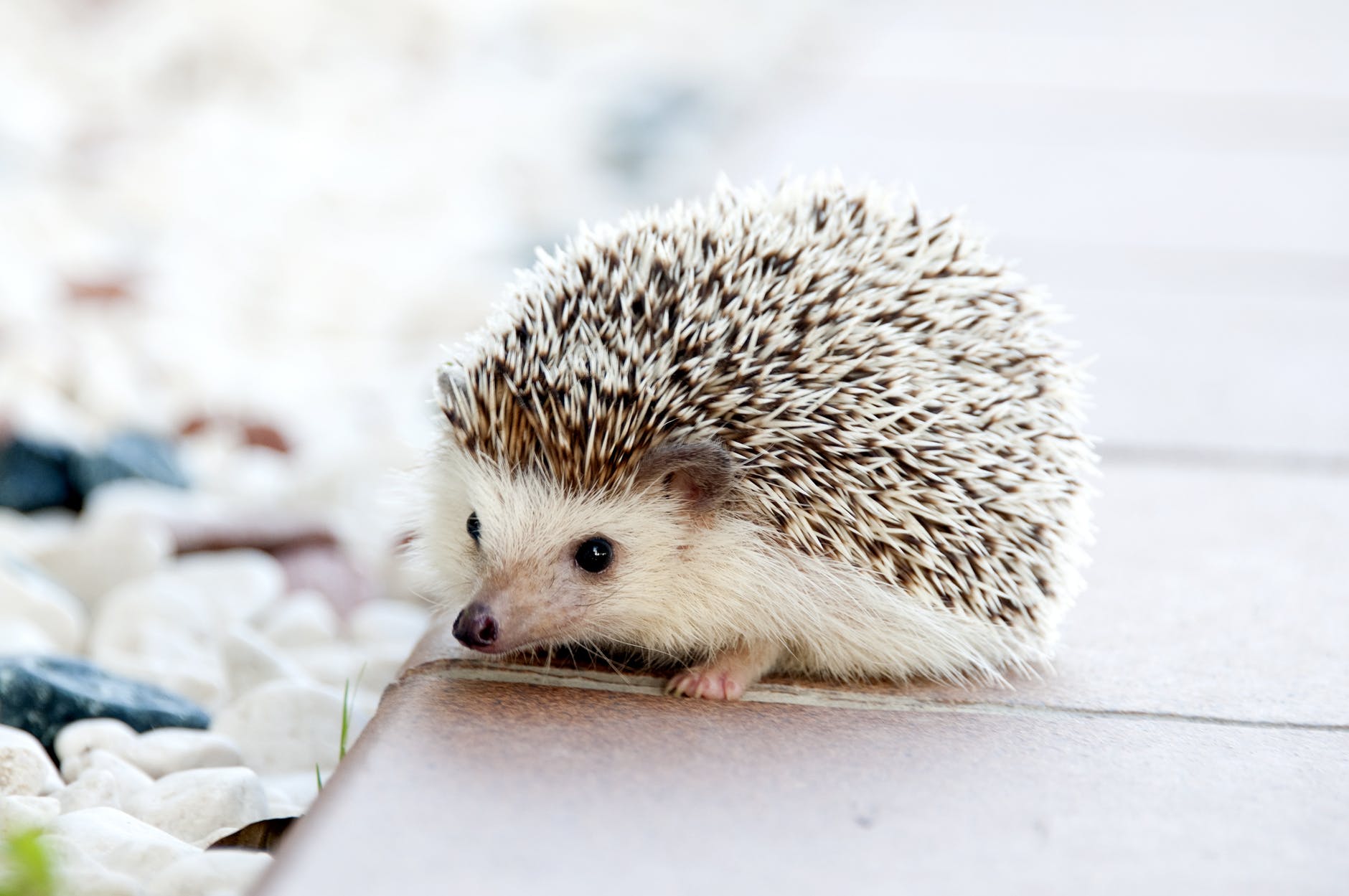 shallow photo of hedgehog